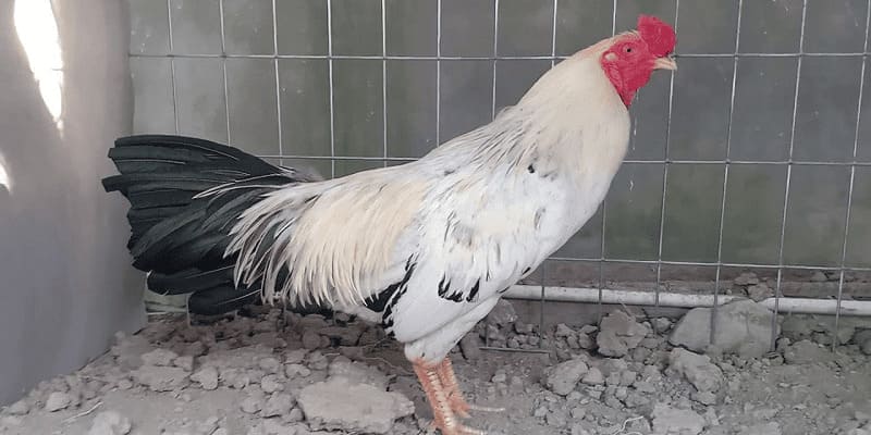 Cùng Kubet giải đáp thắc mắc về giống gà này cho người mới