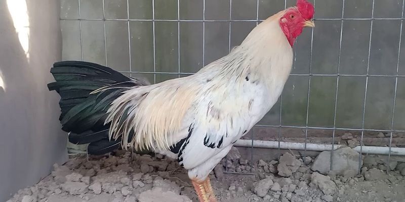 Cách dòng gà chuối phổ biến thường được thấy nhất