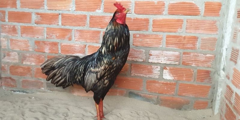 Tìm hiểu thêm các mạng của gà chuối có trong tử vi