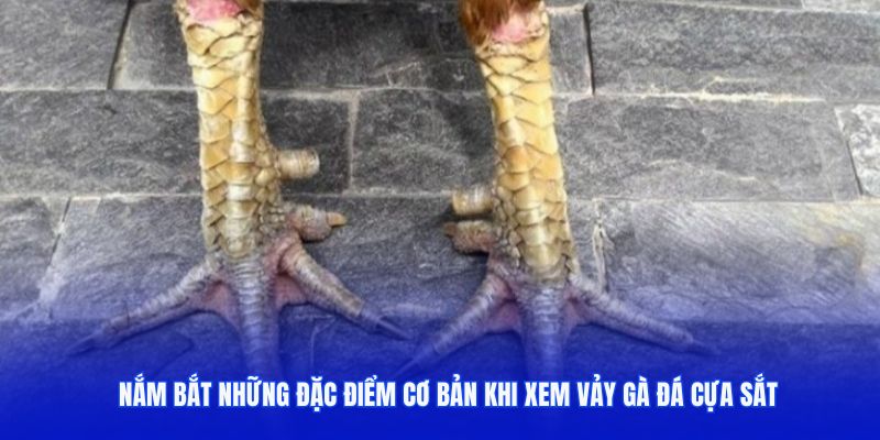 Nắm bắt những đặc điểm cơ bản khi xem vảy gà đá cựa sắt