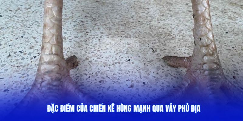 Đặc điểm của chiến kê hùng mạnh qua vảy Phủ Địa